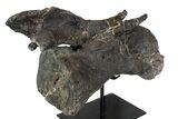Diplodocus Caudal Vertebra With Metal Stand - Colorado #77918-2